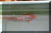 MEDIUM26.JPG (78372 bytes)