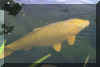 jumbo.jpg (49642 bytes)